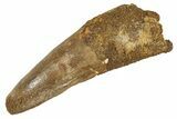 Fossil Spinosaurus Tooth - Real Dinosaur Tooth #344566-1